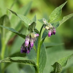 Symphytum officinale