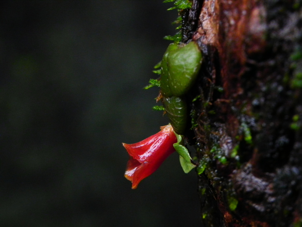 Porpax reticulata