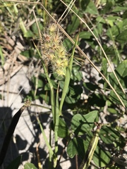 Cenchrus tribuloides