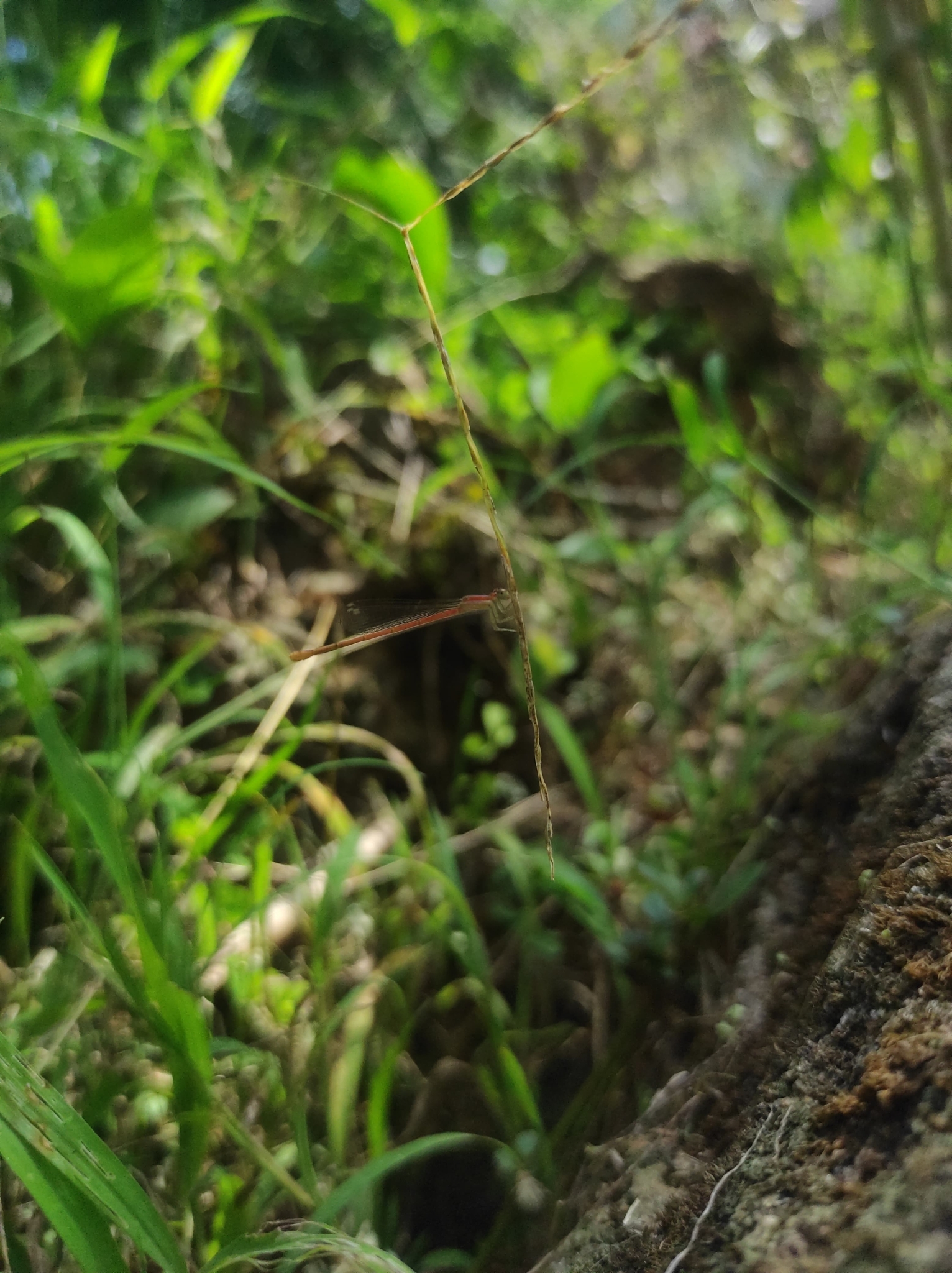 Pygmy Dartlet
