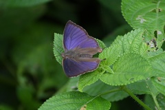 Arhopala silhetensis