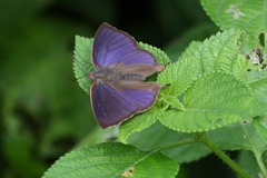 Arhopala silhetensis