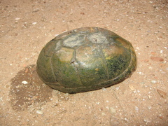 Kinosternon arizonense