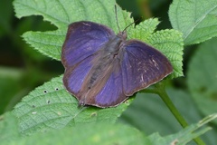 Arhopala silhetensis