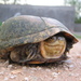 Arizona Mud Turtle - Photo (c) Jorge H. Valdez, some rights reserved (CC BY-NC), uploaded by Jorge H. Valdez