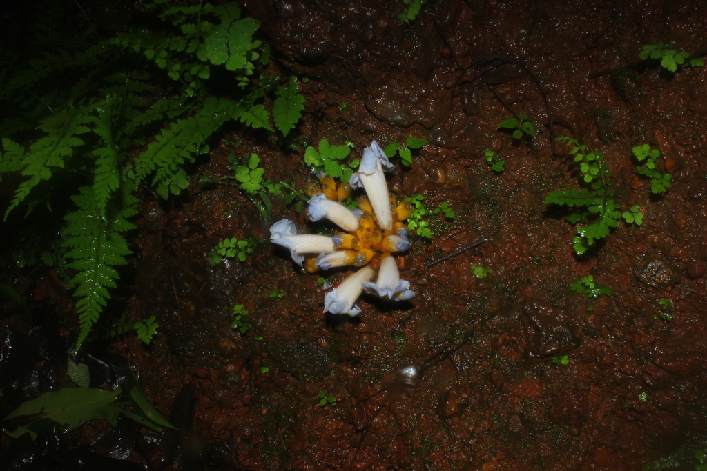 Christisonia calcarata