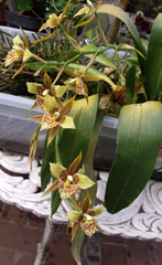 Rhynchostele maculata