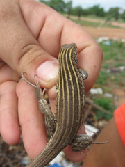 Aspidoscelis stictogrammus