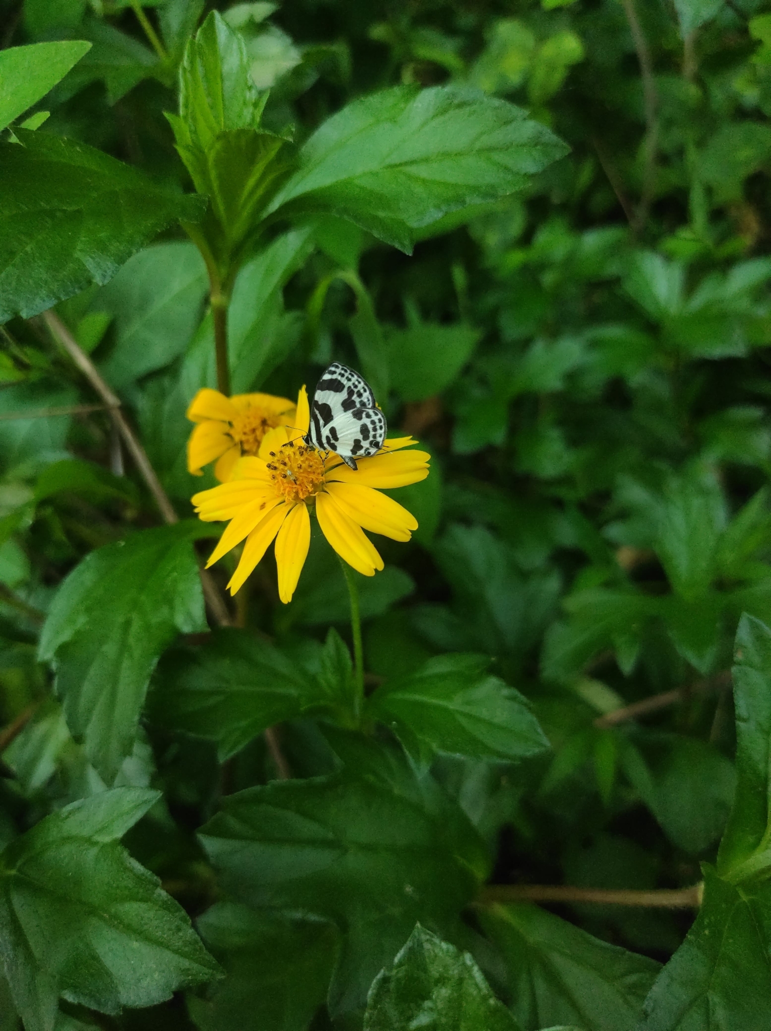 Banded Blue Pierrot