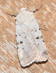 Chersotis margaritacea