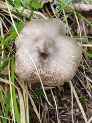 Tricholoma virgatum