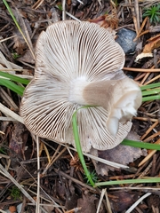 Tricholoma virgatum