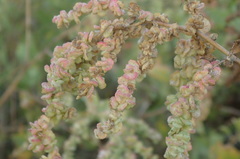 Atriplex lentiformis breweri