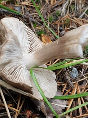 Tricholoma virgatum