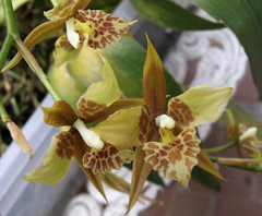 Rhynchostele maculata