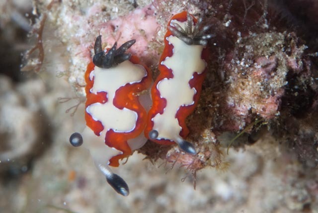 Fiesta Rainbow Dorid