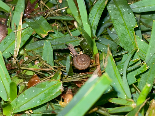 Bradybaena similaris observed 2025-05-16
