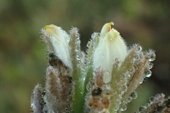 Chloropyron maritimum maritimum