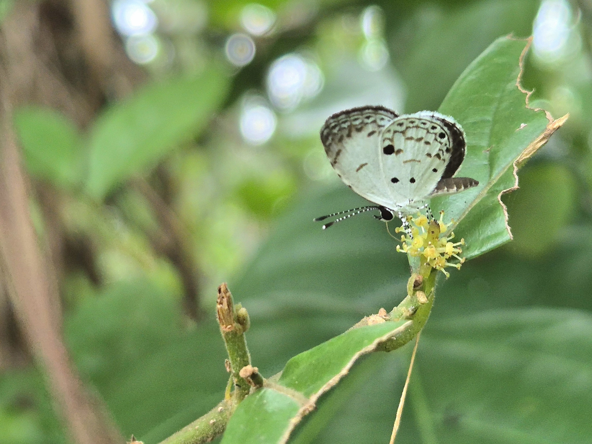 Common Quaker