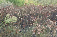 Eriogonum fasciculatum fasciculatum
