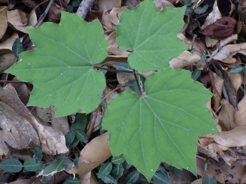 Ainsliaea acerifolia iNat (1)