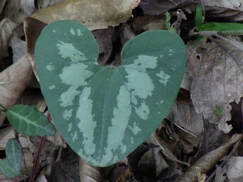Asarum sieboldii iNat (1)