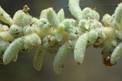 Suaeda taxifolia