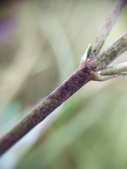 Veronica spuria