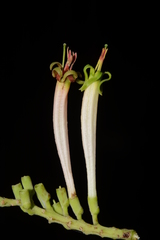 Dendrophthoe falcata