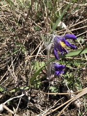 Pulsatilla ambigua, photograph Roman A. Lagazyuk (Роман А. Лагазюк), CC BY, iNaturalist via GBIF