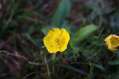 Ranunculus adoneus