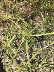 Cyperus dentatus