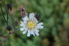 Malacothrix saxatilis saxatilis