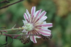 Malacothrix saxatilis saxatilis