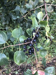 Rhamneae
