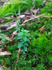 Galium rotundifolium
