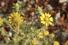 Centromadia parryi australis