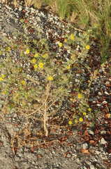 Centromadia parryi australis