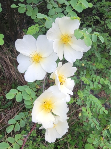 Manchu rose