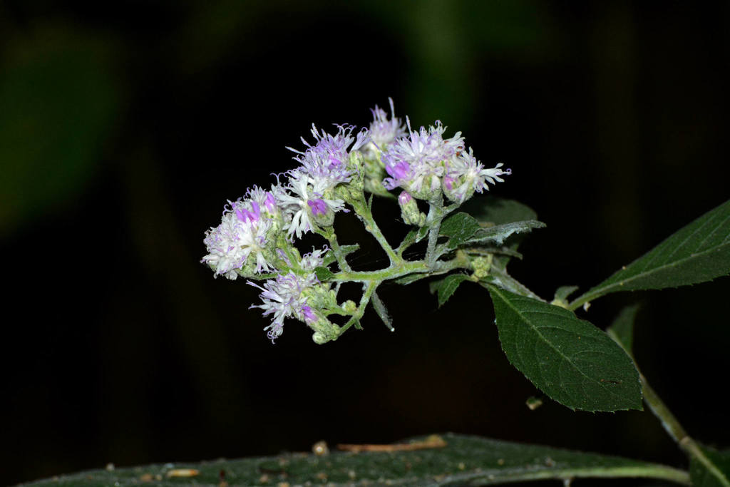 Acilepis divergens (Acilepis divergens)