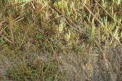 Limonium ramosissimum