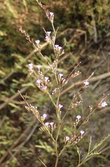 Limonium ramosissimum