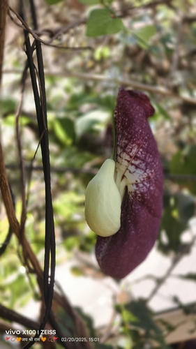 Aristolochia gigantea