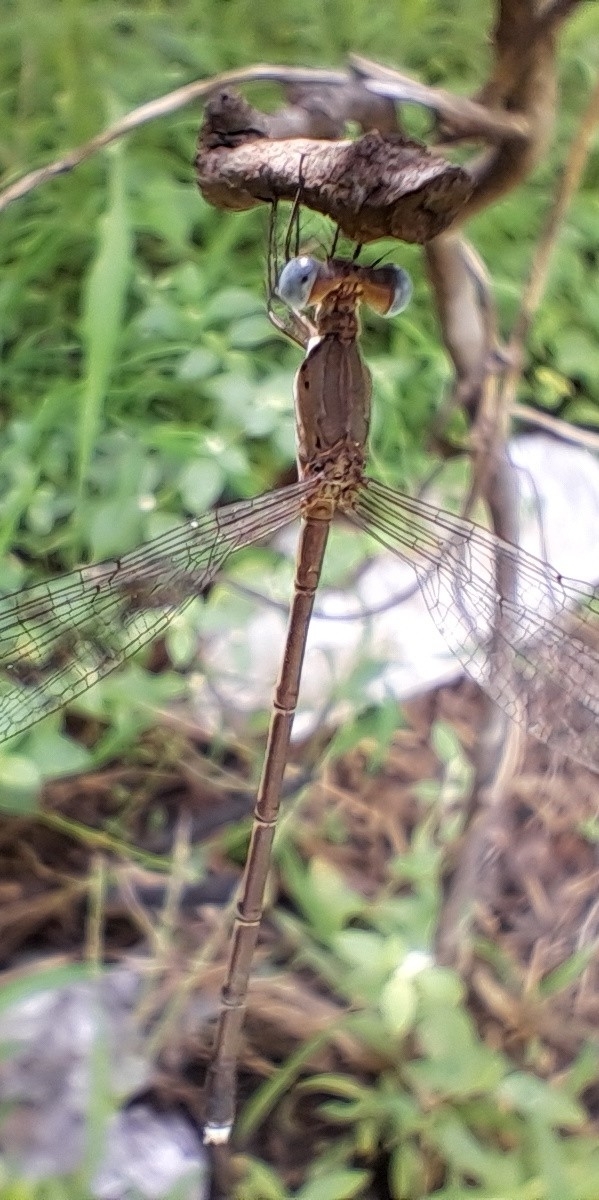 Emerald Spreadwing