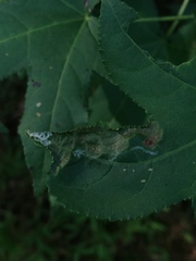 Phyllocnistis liquidambarisella