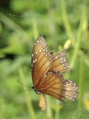 Danaus eresimus montezuma