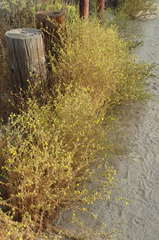 Centromadia parryi australis