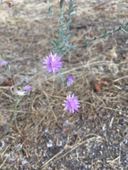 Lessingia leptoclada