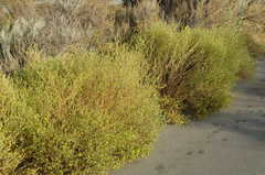 Centromadia parryi australis