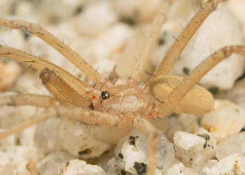 The Crevice Weaver Spider Genus Kukulcania (Araneae: Filistatidae)